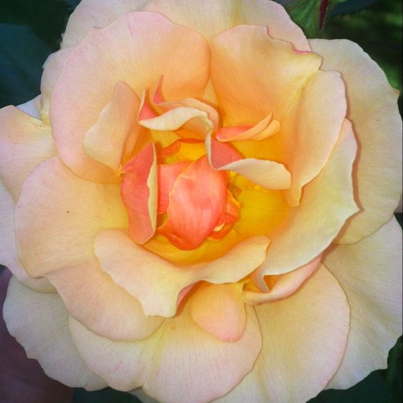 clarej05