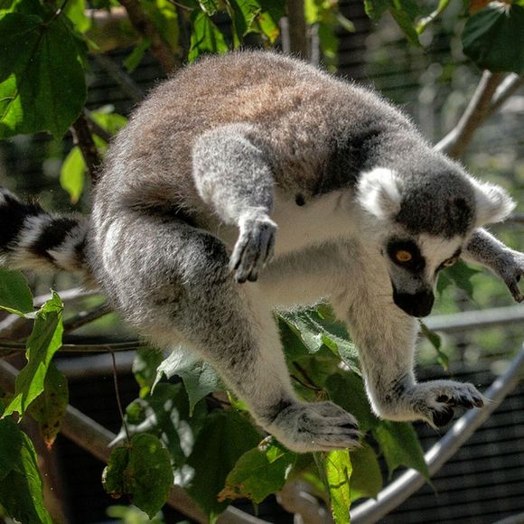 lemur13