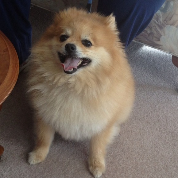 wudduptia
