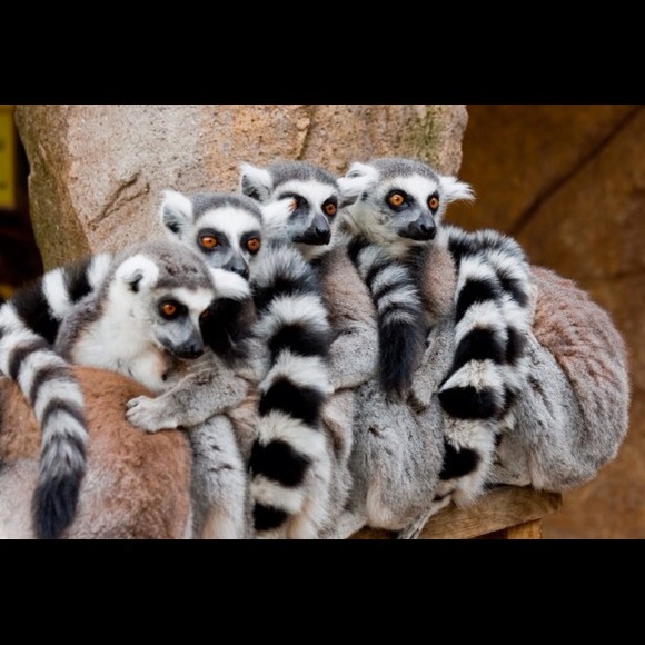 lelelemur