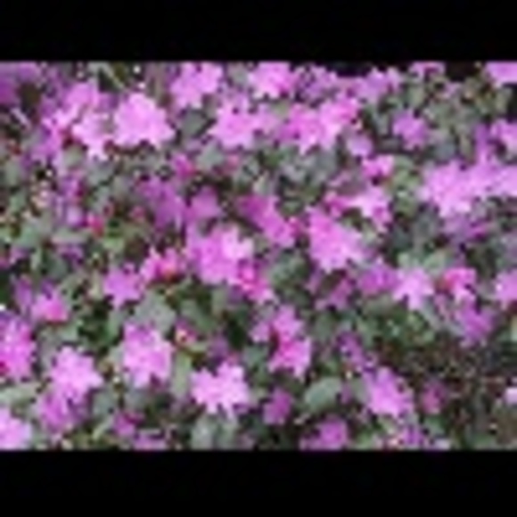 tramynguyen