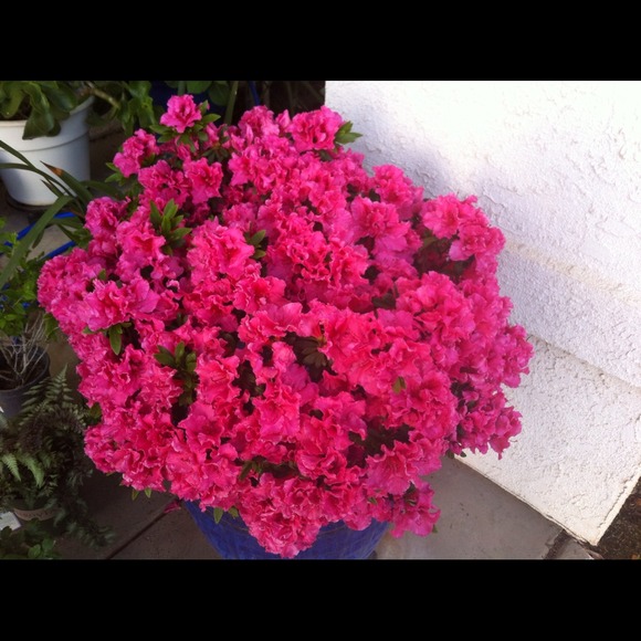 balvir59
