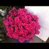 balvir59