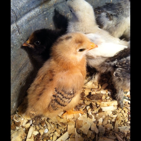 babychicks