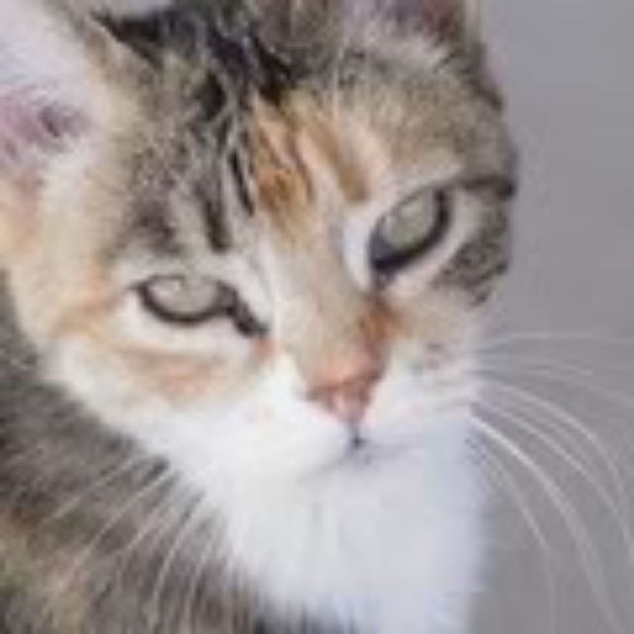 ameowicana