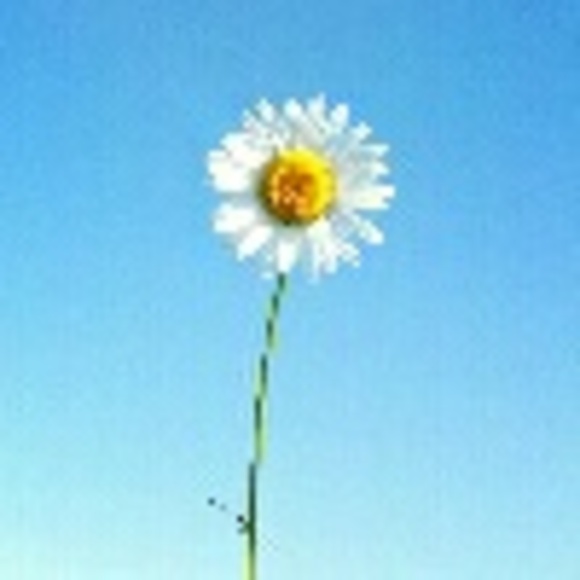 daisyprimrose