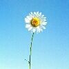 daisyprimrose