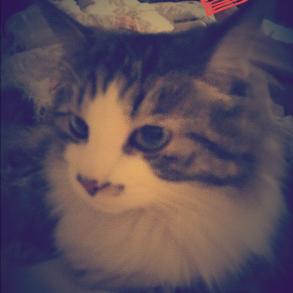 gattina81
