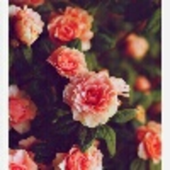 trust_vero