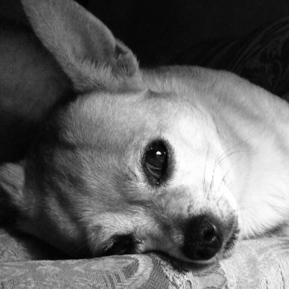 myacey