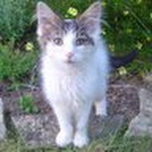 feralrescue