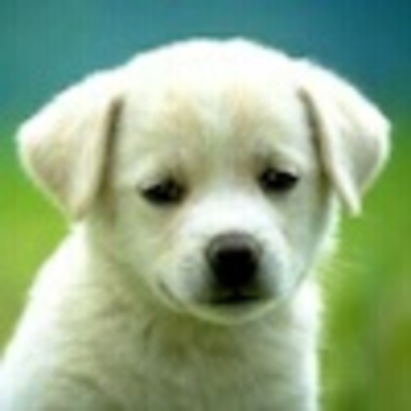 dogs2004