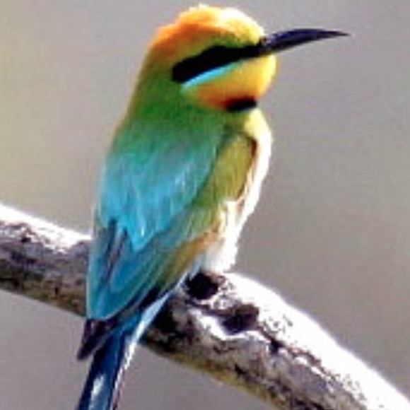 phiniefoo