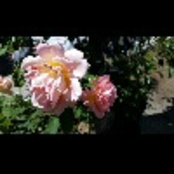floralqueen
