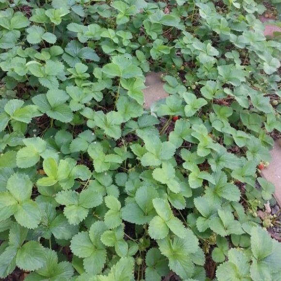 floralkathy