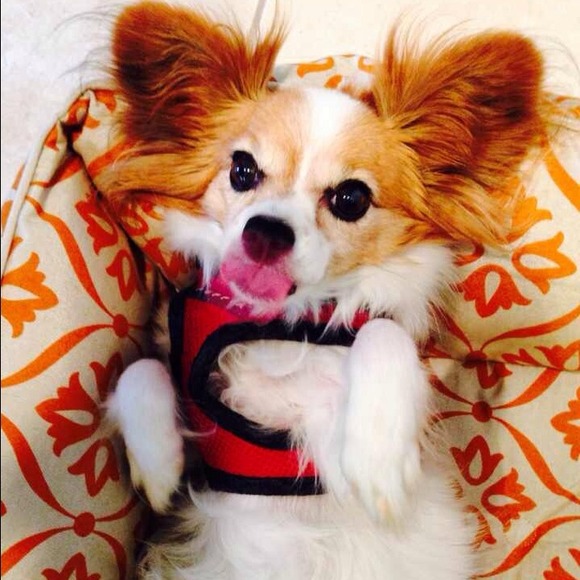 happibruin