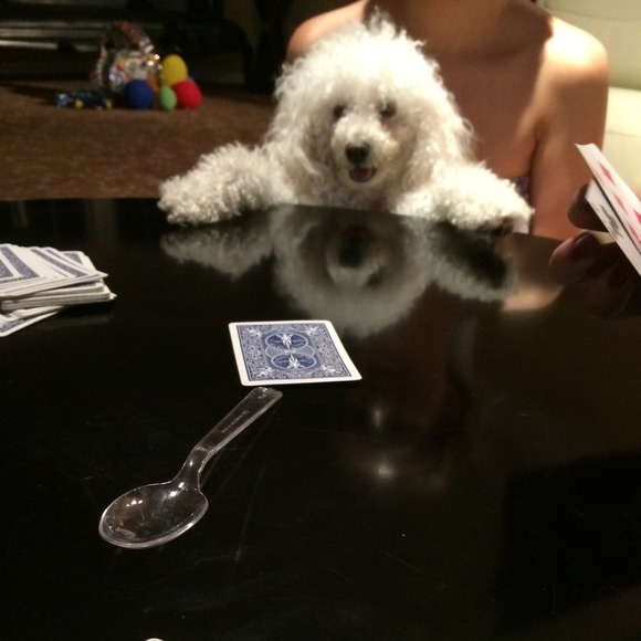 poodlena