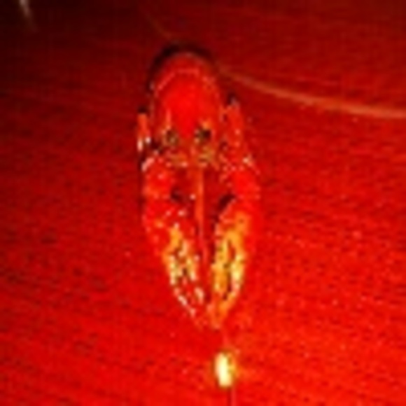 chihuasmartine