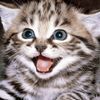 anniecats