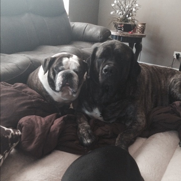 lvmymastiffs