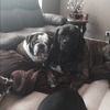 Terri Block - @lvmymastiffs - Poshmark