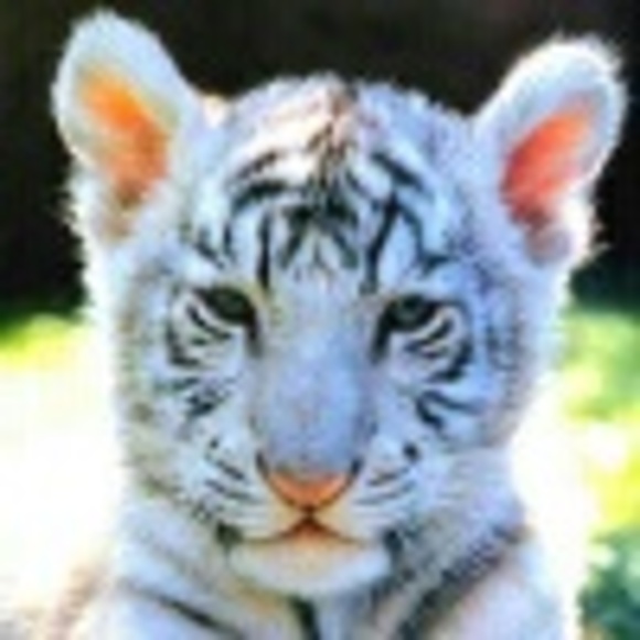 white_tiger