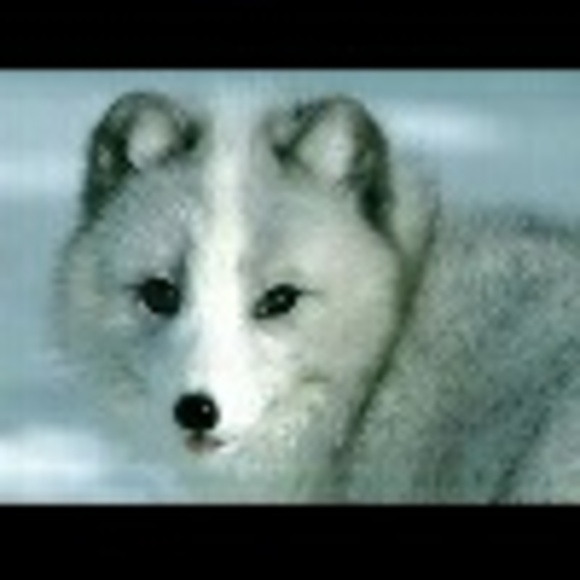 whitewolfpup