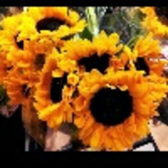 sunflower_0484