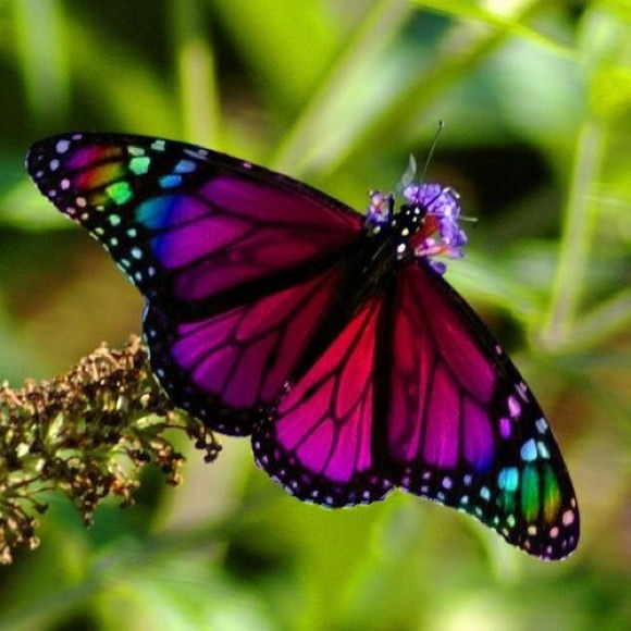butterfly010654