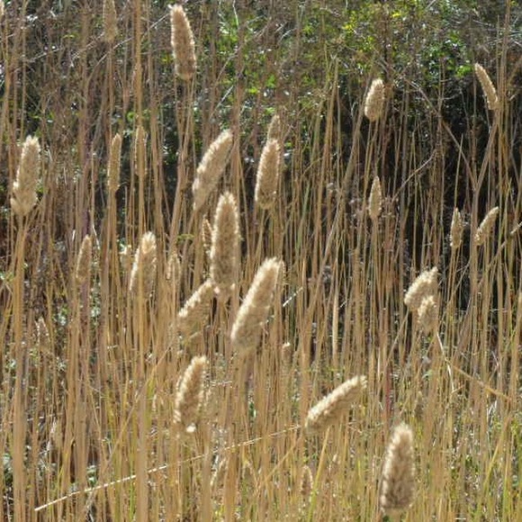 xeniaxenia
