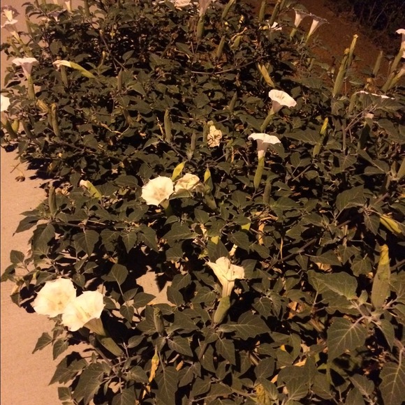 lisaparker102