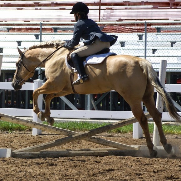 palominolover