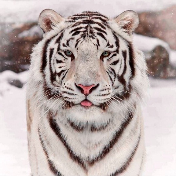 whitetigerb