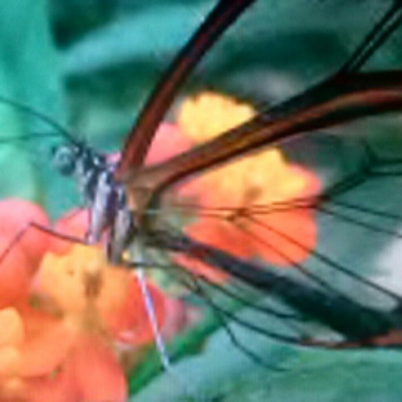 butyerfly