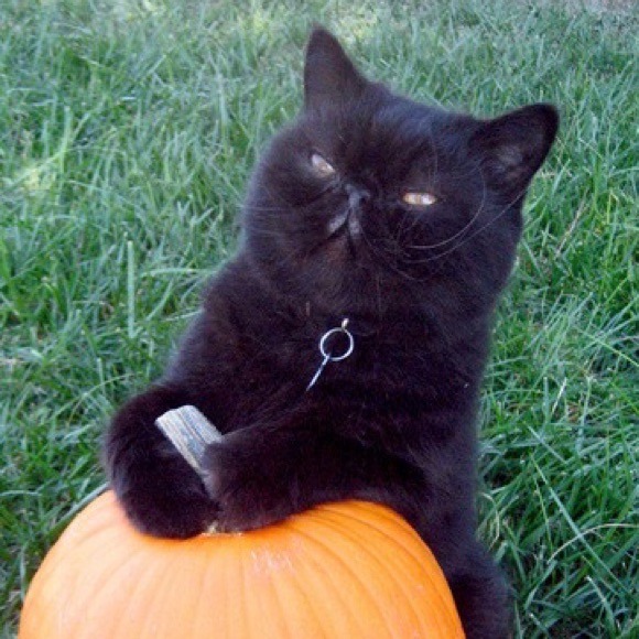 junebugmeow