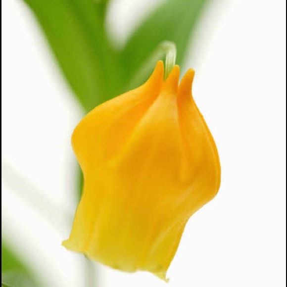 poshygia