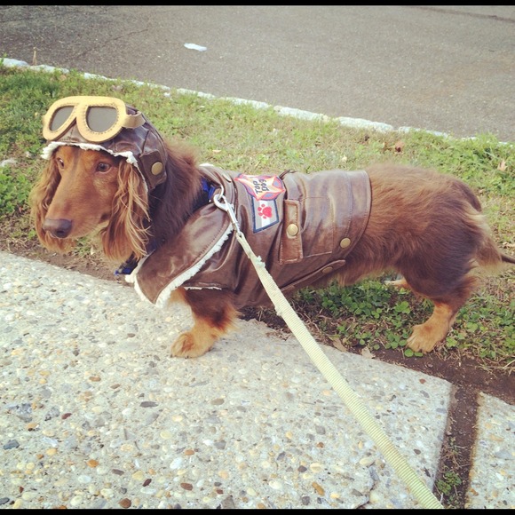 dogsallday