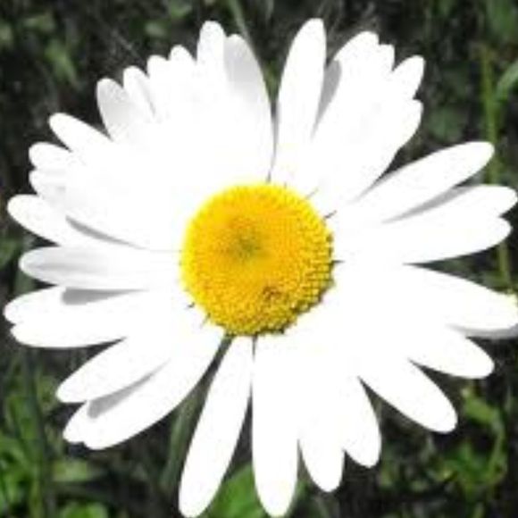 lovely_bliss