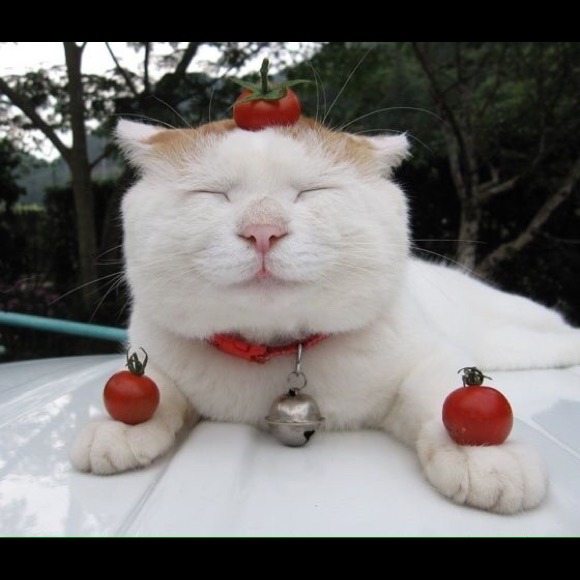 kittycatcar