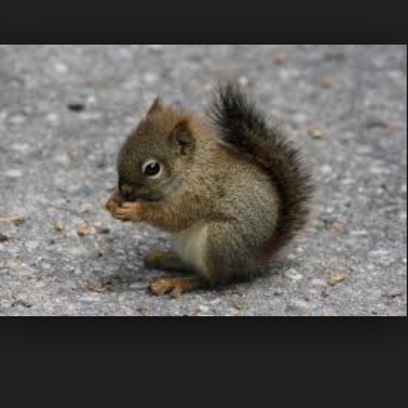 squirrels4life