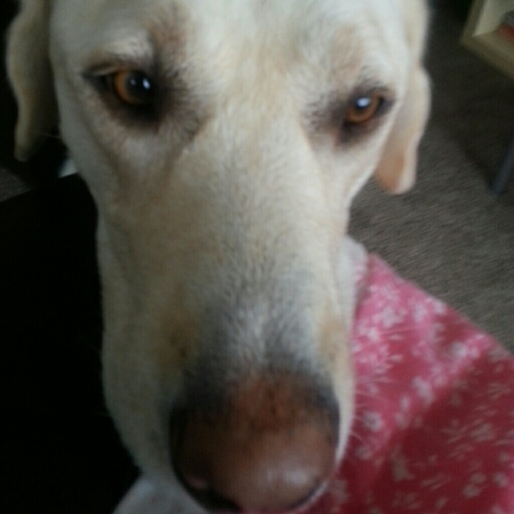 sambrody
