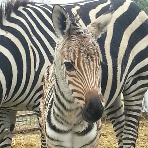 zebrasrus