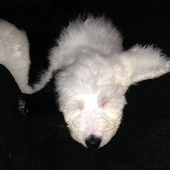 elittle131