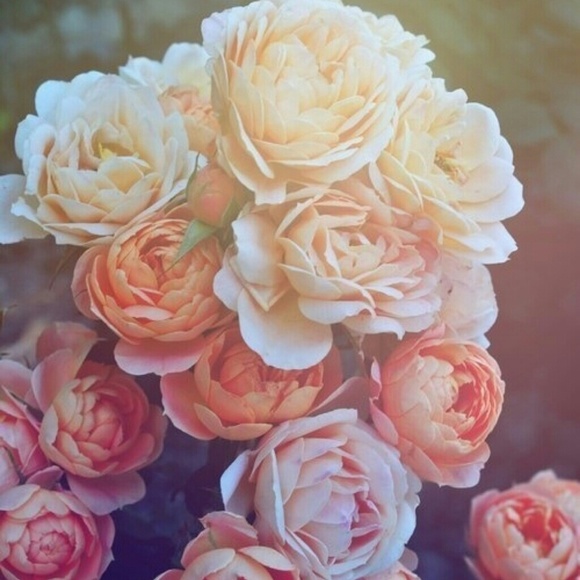 haddi_97