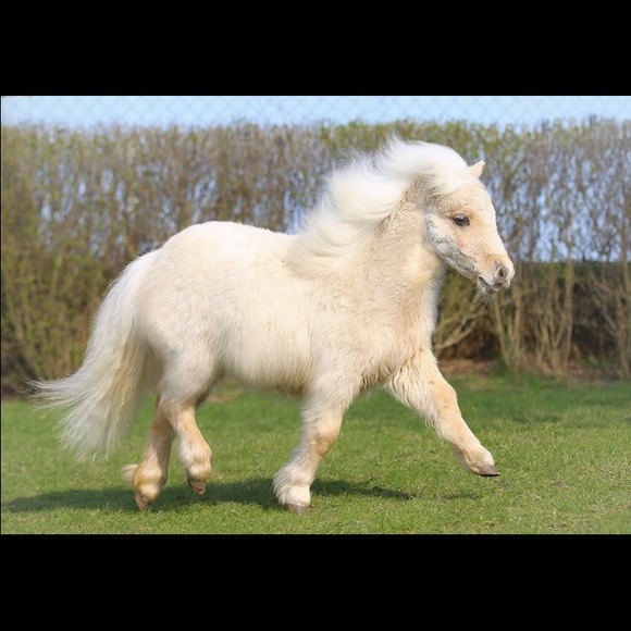alvash