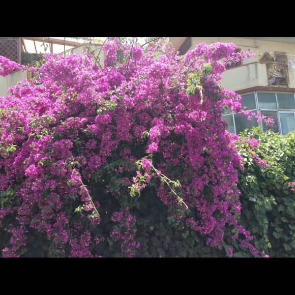 martica_r