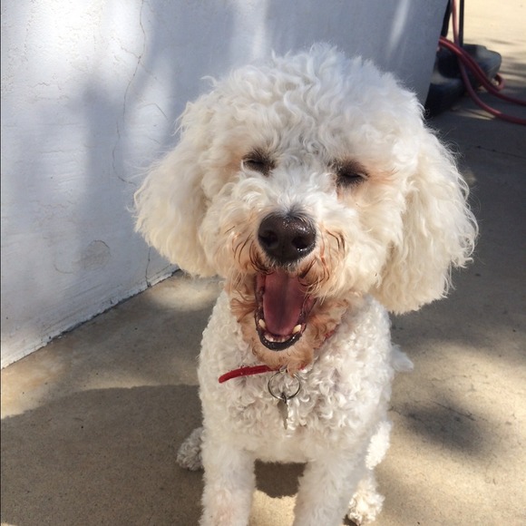 anipoochigian