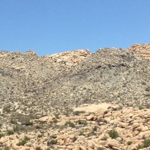 sundevil5
