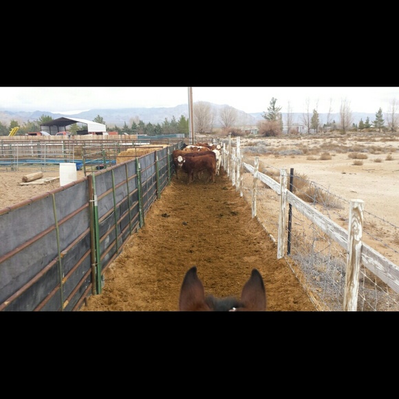 prettyhorses