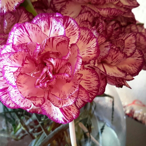 kruegerda1